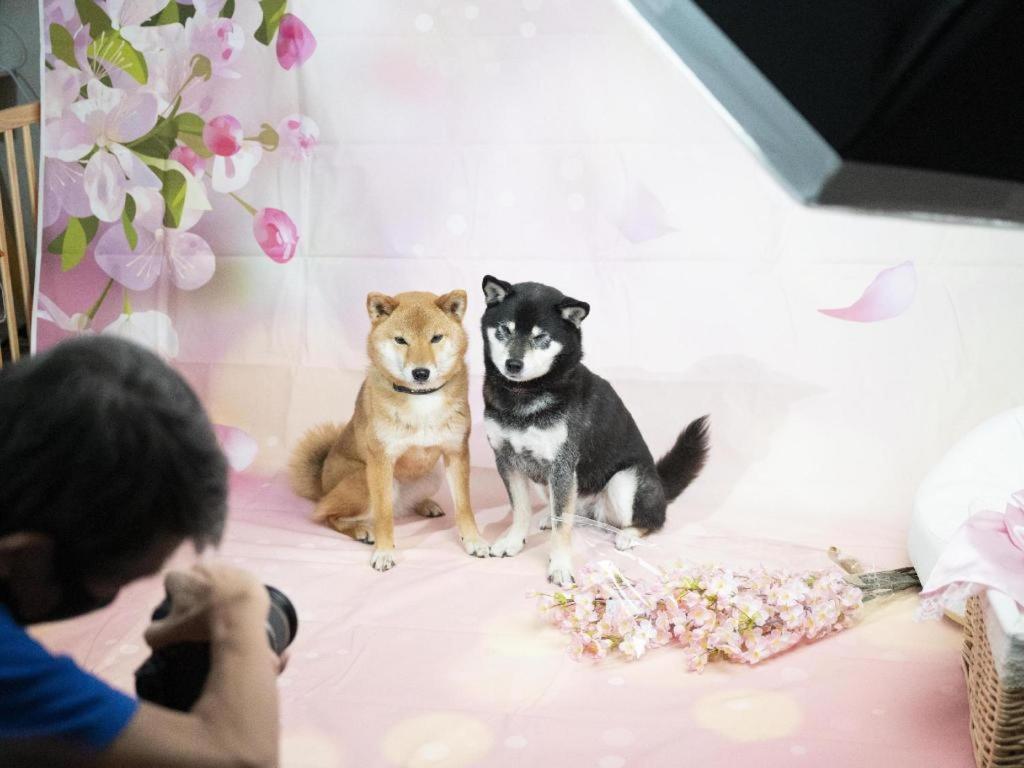 Izumigo Lake Hamanako Dog Paradise Hotel هاماماتسو المظهر الخارجي الصورة